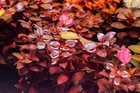 Ludwigia Super Red Mini Live Aquarium Plant  6  Stems 