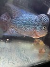 Flowerhorn Cichlid F1 Kml Live Tropical Fish High Quality Freshwater Aquarium