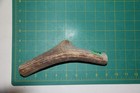 Large Upper Elk Antler Dog Chew  62   Bone Chews Moose Treats Deer 305