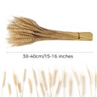 Coolcrafts 100 Stems Dried Wheat Stalks Natural Bundle 100 Stems  Tan 