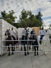 Life Size Plastic Model Horse