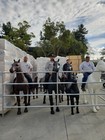 Life-size Plastic Model Horse