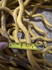 Heavy Duty Yellow Extension Cord Outdoor Rated - Used - Good - G