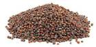Organic Non-gmo Broccoli Seeds  Sprouting Sprouts Microgreens 4 Oz Of Pure  new 