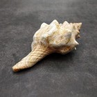 Large Fox Seashell Fasciolaria Trapezium  1 Shell Approx  5  Inches  B Grade