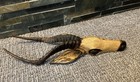 Vintage Wood Carved Gazelle Head Wall Hanging Spiral Horns 15    L
