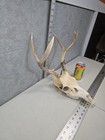 Wild 5 Point Mini Mule Deer Skull European Decor Man Cave Taxidermy Buck Muley 
