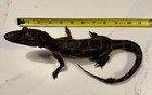Vintage Real Genuine Stuffed Taxidermy Baby Full Body Alligator