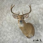  31003 E   Whitetail Deer Taxidermy Shoulder Mount For Sale