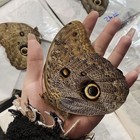 Beautiful Framed Butterfly Wall Decor Taxidermy Collectables Entomology Specimen