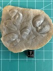 Mazon Creek- Multiple Mazonomya Mazonensis Concretion- Braidwood  Illinois 