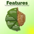 Chinese Praying Mantis Ootheca Egg Case Organic Pest Control Produces 400 Babies