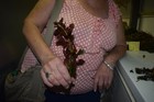 6 Ludwigia Broad Leaf Plants Easy Aquarium Aquascaping Planted Tank Low Light