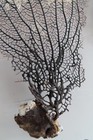 4-natural Sea Fan - Coral - Sea Whip - Free Shipping 7 5x5  7x3  7x3 5  6 5x4 In