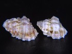 Bursa Rhodostoma  Deep-water Hawaiian Dwarf Form   16 8mm 