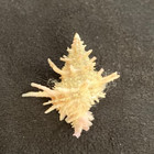 Coralliophilidae Babelomurex Takahashii 25 60mm Bohol  Philippines