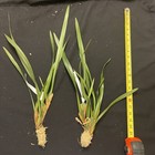 Orchid Live Maxillaria Alba - Bare Root