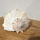Large Natural White Conch Shell Decorative Collectible Sea Shell Home Decor