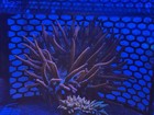 Black Widow Bubble Tip Anemone