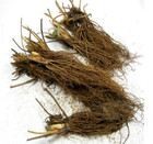 Albion Everbearing Strawberry 25 Bare Root Plants - New  Extra Large   Sweet