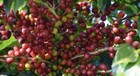2  5  10 Lb Indonesia Sumatra Fresh Roasted Coffee Whole Bean  Ground - Arabica