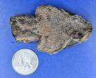 Reah Western Rattlesnake Head Closed Mouth Collectable Display Taxidermy  7172
