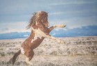 8  X 10  Matted 5  X 7  Print Of Painting Of Rearing Bay Pinto Mustang Stallion