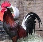  Sh0w Quality Npip Ai Clean Hatch  Hatching Eggs One Dozen   