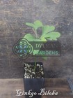 Ginkgo Biloba Tree - Maidenhair Tree - Living Fossil Tree - Multiple Sizes