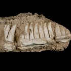 6 5  Aidachar Pankowskii Fossil Teeth Jaw Section Ray-finned Fish Cretaceous Age