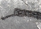 Syngnathus Incompletus -  Perfectly Preserved  Big Fossil Pipefish