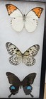 Real Framed Butterfly Collection  17