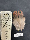 Rothschild  Peacock Pheasant Feathers