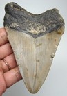Megalodon Shark Tooth Real Fossil 3 90    Shark Teeth No Restorations No Repairs