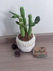 Greenhouse By Russ 12 Inch Malia The Bamboo Plush Plant New With Tag
