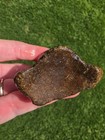Mosasaur Partially Digeste Thoracic Vertebrae Bones Fossil Tx Tylosaur 
