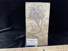 Motley-headed Fossil Crinoid  Pike Co   Mo