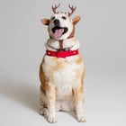 Reindeer Dog Pet Christmas Holiday Costume