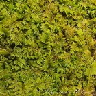 Thuidium Delicatulum  Fern Moss  Live Fresh Moss - 3  X 3  And 6  X 6 