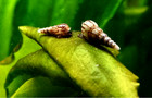 Ramshron  Snail Trump Snail  Pond Snail Designer Live Snails Freshwater Aquarium