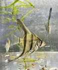 3 Silver Angelfish - Live Freshwater Fish - Quarter Size - Usa Tank Raised