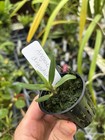 Angraecum Dryadum Miniature Uncommon Fragrant Orchid Species