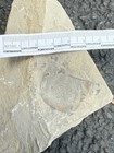 Sea Scorpion Eurypterid Head Fossil   Ridgemount Quarry Ontario   Silurian E4