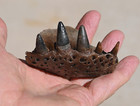 Fossil Alligator Jaw With 5 Teeth  Premaxillary