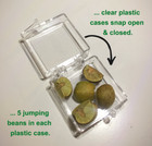 50 Mexican Jumping Beans - 10 Clear Plastic Cases - With 5 Beans In Each Case 