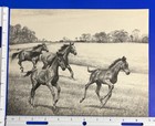 2 C W Anderson Vintage 1946 Foals Running Horse Prints Bookplate Horse Racing