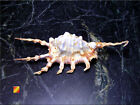 Set Of 6 Beautiful Spyder Conch Shell  lambis Scorpio  4-5  Beach Decor Display