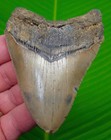 Megalodon Shark Tooth  Real Fossil - 3 92     Serrated