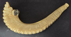 Beautiful Vintage Natural Ram s Horn Shofar Judaica Judaism Jerusalem