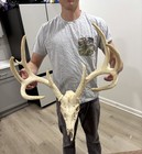 Large Kansas 9 Point Wild Whitetail Deer Skull Euro Mount Antler Shed Decor